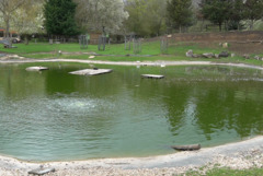 Пеликани, щъркели и лебеди отново на свобода след грижи в зооцентъра в Добрич (ВИДЕО)