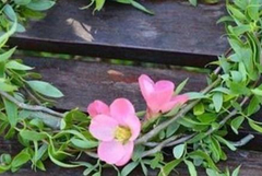 Прогноза от Цветница до Великден