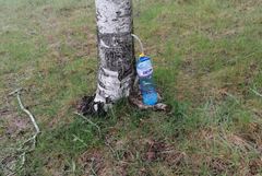 Сигнал за увреждане на брези край Добрич: поставени тръбички за източване на сок