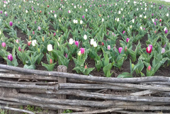 Валежи от дъжд на много места в България