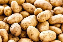 За 5 г. картофопроизводството е намаляло с над 100 хил. тона