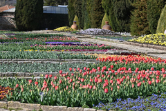 Започна парадът на лалетата в Ботаническата градина в Балчик