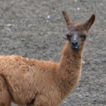 Бебе лама и рядко бяло кенгуру са сред новородените в зооцентъра в Добрич (ВИДЕО)