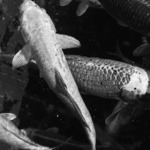 Млада певица от Добрич участва в алтернативен рок сингъл на софийска група 