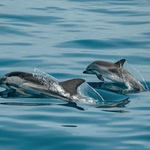 МОСВ предаде на прокуратурата резултатите от анализа на умрелите птици и делфини край Шабла