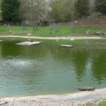 Пеликани, щъркели и лебеди отново на свобода след грижи в зооцентъра в Добрич (ВИДЕО)