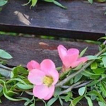 Прогноза от Цветница до Великден