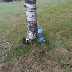 Сигнал за увреждане на брези край Добрич: поставени тръбички за източване на сок