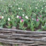 Валежи от дъжд на много места в България