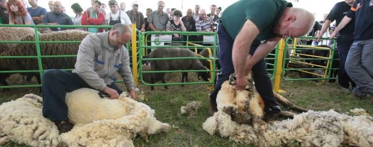 БАБХ въвежда правила за биосигурност при стригането на овце и кози