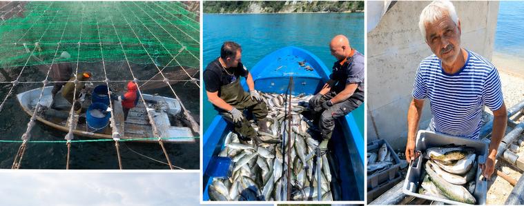 България въвежда за първи път отглеждането на пъстърва в морски садки като част от интегрирана аквакултурна система в рамките на пилотен проект в Черно море
