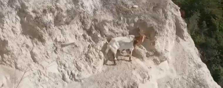 Спасиха полудива коза, оцеляла над 25 дни без вода в скална ниша край Балчик
