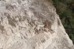 Спасиха полудива коза, оцеляла над 25 дни без вода в скална ниша край Балчик