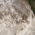 Спасиха полудива коза, оцеляла над 25 дни без вода в скална ниша край Балчик