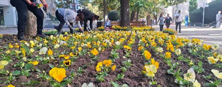 Започна есенното зацветяване на Добрич