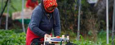 Около 800 хил. българи ежегодно заминават в чужбина като сезонни работници